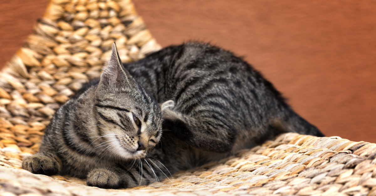 Comment Eliminer Les Puces D Un Arbre A Chat